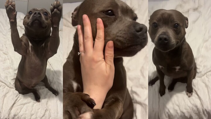 Chú chó Staffordshire Bull Terrier cầu xin sự tha thứ