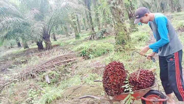 Manen Sawit setelah Redah Hujan...hampir saja Banjir😄😌