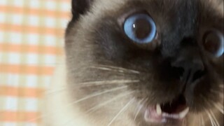 Pretend to touch the Logic Cat