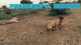 雄狮母狮在长颈鹿尸体附近交配。在鬣狗围观下交配