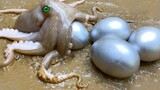 [Hoạt hình CUCKOO] Cuộc chạm trán giữa bạch tuộc và lươn