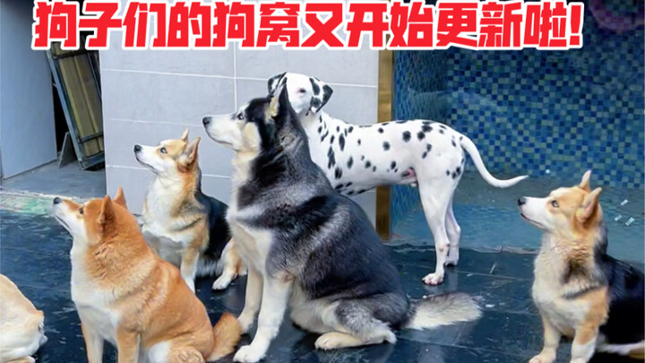 Hôm nay đổi một kiểu khác, cùng các bạn xem tôi đã nâng cấp gì cho chiếc chuồng của lũ cún nhé…
