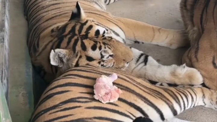 Maomao: Stop putting chicken legs on my butt!