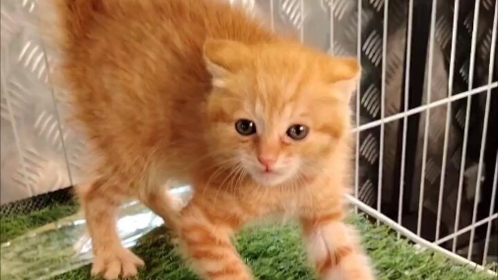 Paman mendidik kucing