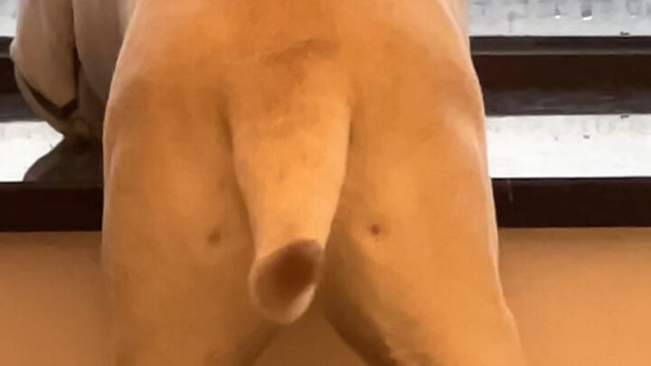 Aku benar-benar tidak bisa menahannya hahahahaha