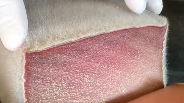 “Đậu phụ thối” phiên bản cá ngừ: Cá ngừ vây xanh được ủ với nấm mốc, dần dần lên men trong một tháng