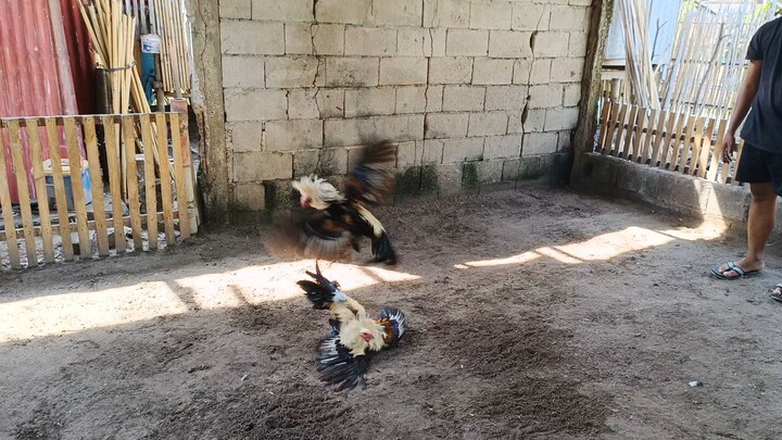 Melsims grey X Hatch vs. All in Grey X McLean