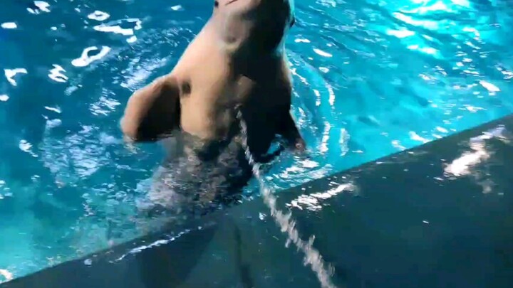 Paus putih kecil yang nakal mengejar petugas pemberi makan sambil menyemburkan air!