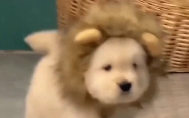 Aku akan mencintai anak anjing yang bodoh untuk waktu yang sangat lama~