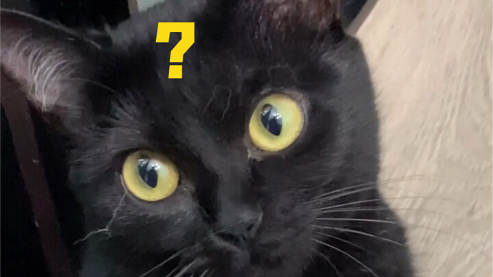 I’ve been raising cats for so long, but I’ve never been this dumbfounded!!!