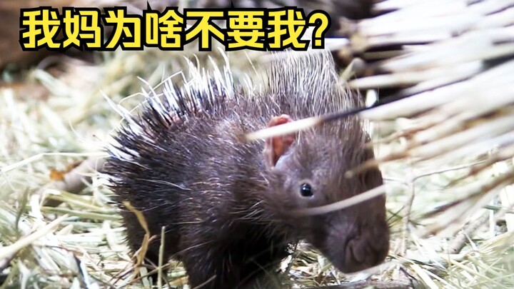 A porcupine couple can’t even recognize their own baby and can only watch helplessly as it gets bull