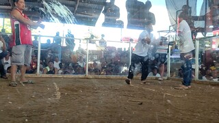 2hits ulutan stag first fight win