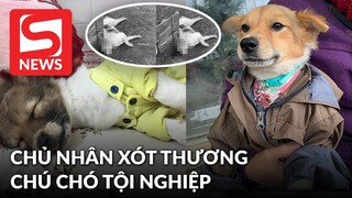 Chủ nhân xót thương khi chú chó bị tấn công khi đuổi theo con gà chạy vào nhà hàng xóm