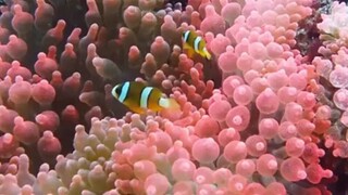 5 Nakakatakot na Katotohanan sa Ilalim ng Dagat