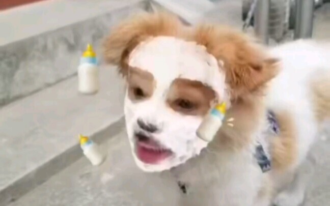 Even dogs look good with these special effects.