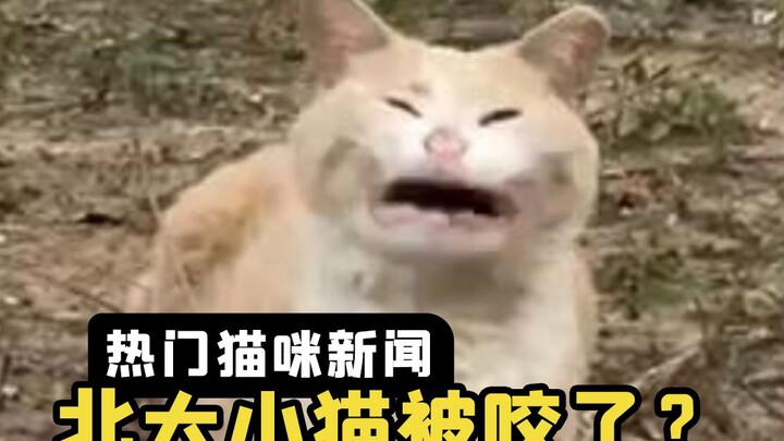 A little cat from Peking University was bitten by a weasel; netizens say: "Let's change the kid's na