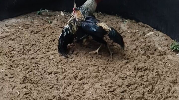 โดเรม่อน