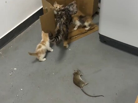 第一次直观感受到猫吃老鼠