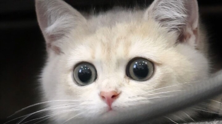 In fact, this is the secret of my cat’s big eyes