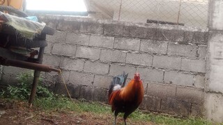 bantam vs. broodcock