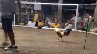 3rd win peacomb grey