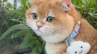 Mom lost her job, so the little cat started its own business to earn cat treats.