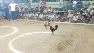 4 Bullstag/cock combo first fight Draw