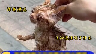 Lần đầu tiên trong đời tôi nhặt được một con mèo, nó là một con mèo nhỏ, với tư cách là một kẻ sưu t