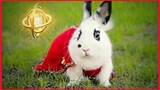 Bunny In A Fantasy World. Short Video Clip. 🐰