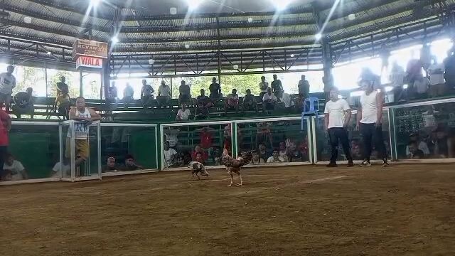 1st win💪🐓