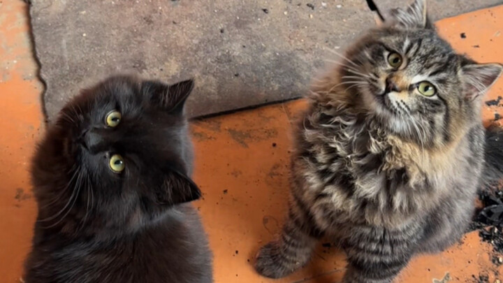 Kucing loreng kecil di atas gunung bersalju memanggil sahabat terbaiknya ke rumahku untuk menikmati 