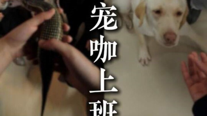 Một ngày làm việc của pet ca sỹ