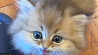 Tidak apa-apa, anak yang memiliki kakek juga berharga~