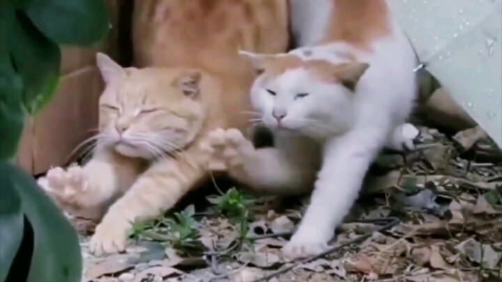 عشر سنوات من التقوى تكفي لركوب القارب نفسه، ومئة سنة من التقوى تكفي لتحقيق التزامن الروحي الكامل.