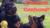 💥Funniest Confused Pets Viral Weekly LOL😂🙃💥 of 2019| Funny Animal Videos💥👌