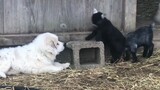 Percakapan antar ras antara kambing dan anak anjing~