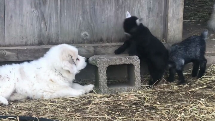 Cuộc trò chuyện giữa một con dê và một chú chó con~
