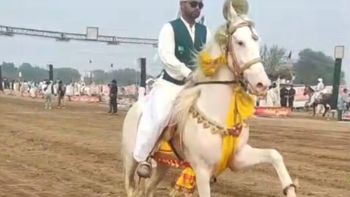 Nezabazi Horse Beautiful Chaal and Walk Display 🐴🇵🇰
