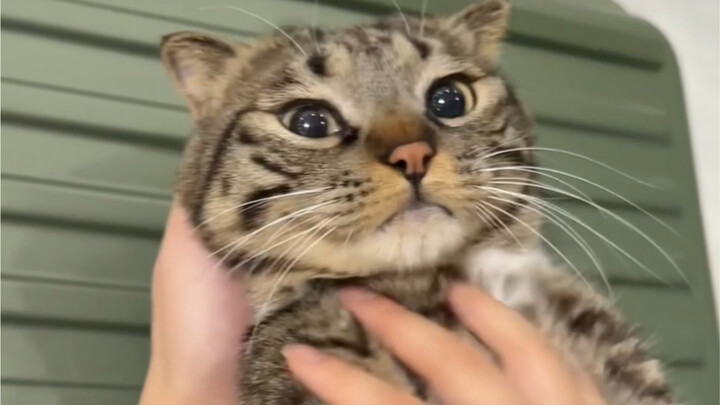 เล่นกับกระเป๋าเดินทางของชู่อวี่เป่า!!!!!