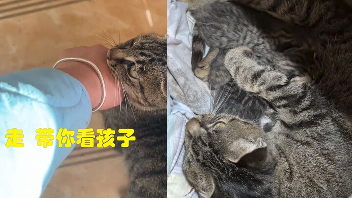 The pregnant kitten gives birth and leads its owner to meet the babies—Mom cat says, “It’s your turn