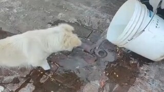 ماذا يفعل الكلاب الذين عادوا إلى القرية في الدفعة الأولى؟ انظر، هذه هي المهنية بعينها!