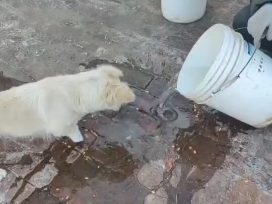 ماذا يفعل الكلاب الذين عادوا إلى القرية في الدفعة الأولى؟ انظر، هذه هي المهنية بعينها!