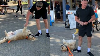 Pria Golden Retriever dewasa yang riang tidak bisa mengatasinya.