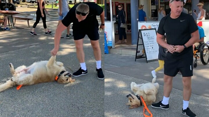 A carefree adult golden retriever man can't handle it.