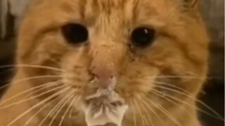 มือวิเศษ ขโมยเทพ