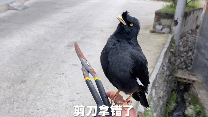 If you have heart problems, absolutely do not come into contact with this bird.