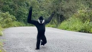 oi！oi！