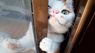 😂 Funniest 😻 Cats and 🐶 Dogs - วิดีโอชีวิตของสัตว์เลี้ยงแสนสนุก 😇