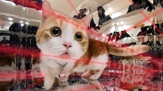 Ketika kucing dengan cahaya inframerah yang tergantung di lehernya memasuki ruang cermin, sebuah pem