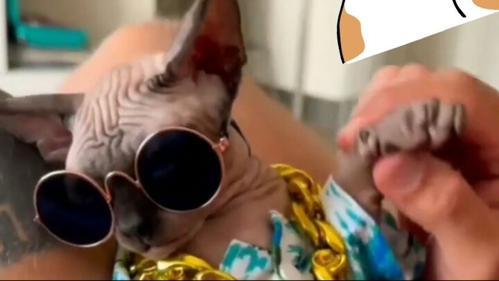 cute cat #cat #viral